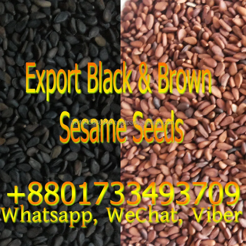100 Export Oriented Deshi Origin Natural Fresh Liuzhou Import Quality Sesame Seeds Oil And Black Seed 100 Export Oriented Deshi Origin Natural Fresh Liuzhou Import Quality Sesame Seeds Oil And Black Seed