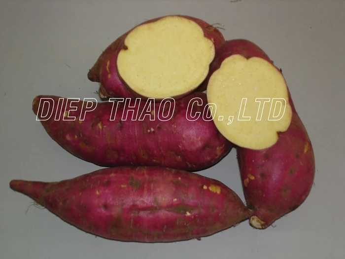 KHOAI LANG NHAT LON 5.JPG