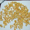 Hybrid Yellow Corn