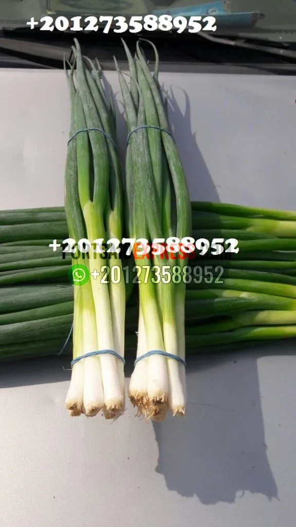SPRING ONION (5)