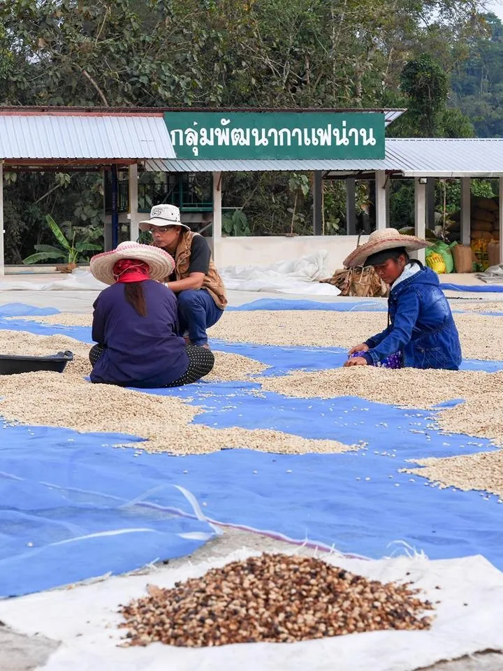 Arabica Coffee Beans Thailand (premium Grade) Buy Arabica Green