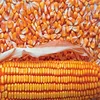 Yellow Corn/Maize for Animal Feed