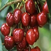 Fresh Fruit Sweet Cherry /Australian Fresh Cherries