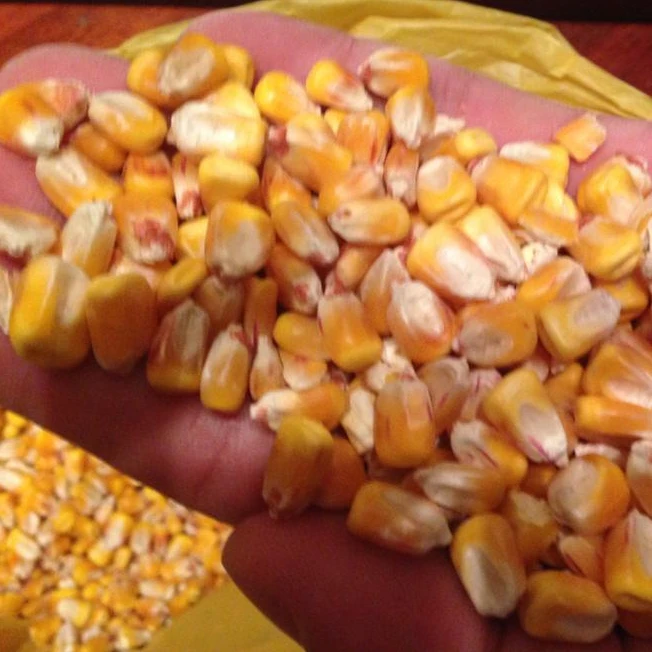 
Yellow Corn/Maize for Animal Feed / YELLOW CORN FOR POULTRY FEED 