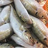 A NEW LANDING YELLOWTAIL SCAD