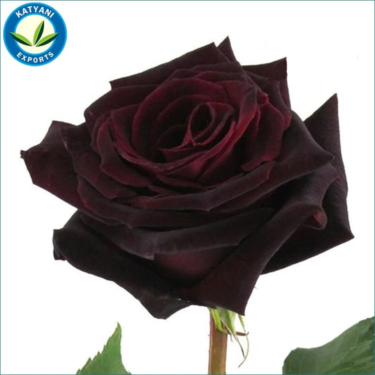 Black Baccara Интернет Магазин Декор