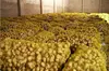 Fresh Ginger Bulk supply only