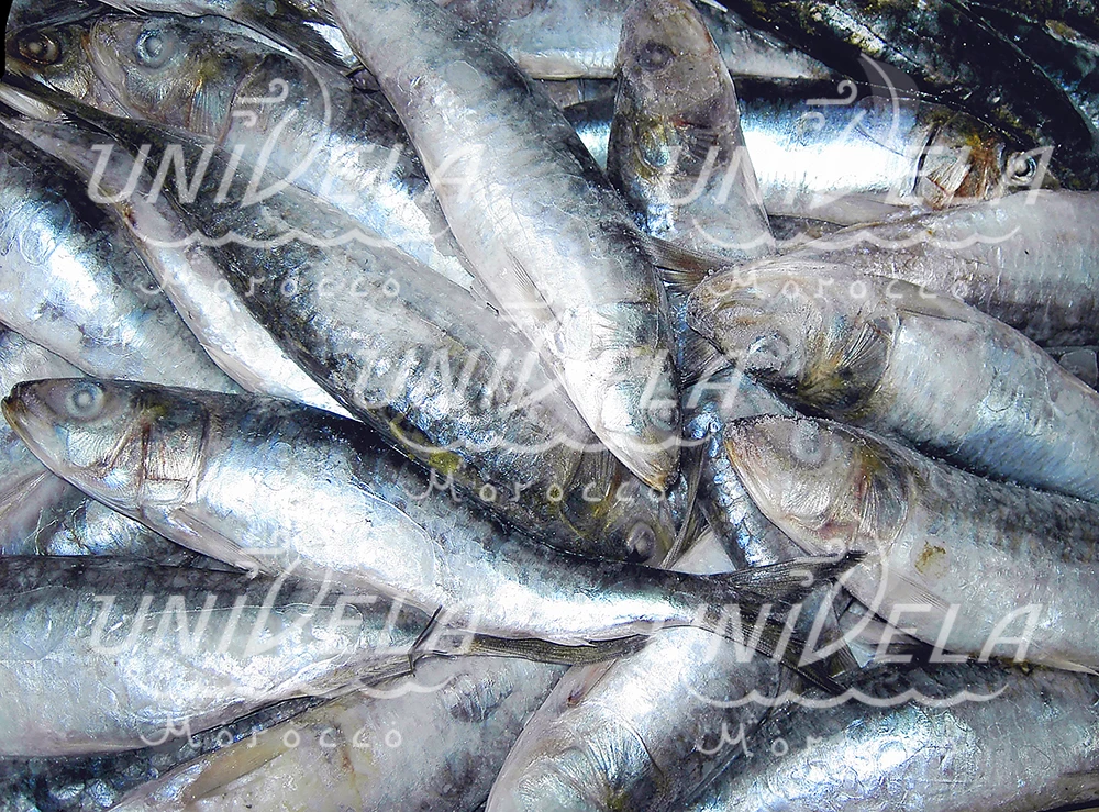 モロッコからのイワシの餌 Buy 餌魚のイワシ 餌sardina Pilchardus 釣り餌 Product On Alibaba Com