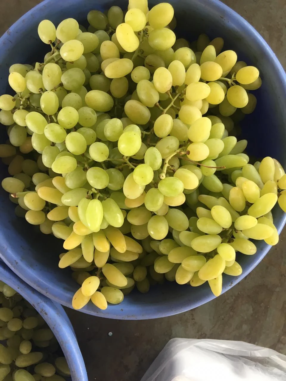 Grapes Buy Bulk Grapes For Sale,Fresh Crop Grapes,Sonaka Grapes Product on