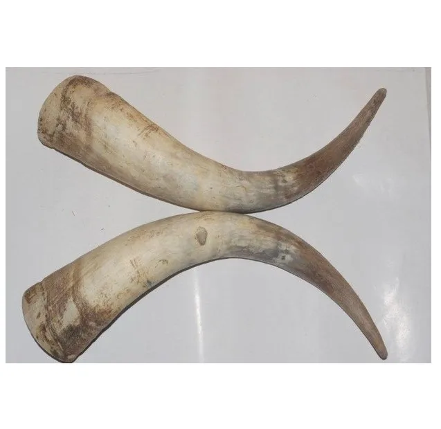 Cow Horn Ankole Cattle Horn Long Horned Cattle Horn With Tips 15 Inch+ ...