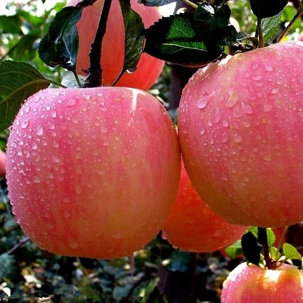 Export Fresh Apple Fruit Price Buy Average Price Apple Fruit,Fresh