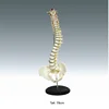 Human Vertebral Column and Pelvis Model(highly detailed) Tech lab scientific