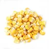 Non GMO Yellow Maize/Corn