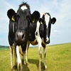 /product-detail/pregnant-dairy-cattle-for-sale-pregnant-holstein-heifer-cows-in-germany-62006346397.html