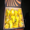 High Quality Fresh Capsicum