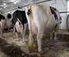Hereford cattle