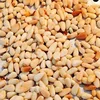 Pine nut kernels, new crop (crop year 2017), vacuum pack