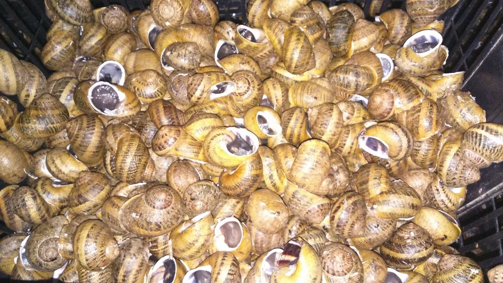 Frozen Snails In Butter Burgundy Style / Escargot A La Bourguignonne
