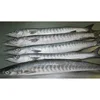 /product-detail/frozen-whole-barracuda-fish-62008851541.html