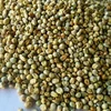 Animal feed green millets for sale in bulk