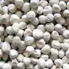 Moringa Oleifera seeds High Quality PKM1 variety Big Kernels - ---- Whatsapp : +91 9176416331