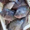 Quality Frozen Tilapia Wholesale Price 500-800g Fresh Fish