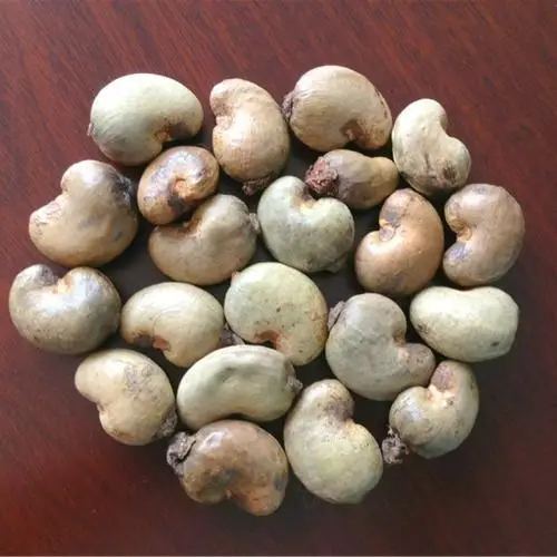 raw cashew nut importers