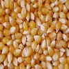Top Grade yellow corn animal feed