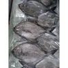 Super quality fish product frozen pomfret fish stock ready for shipment