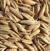 oats price