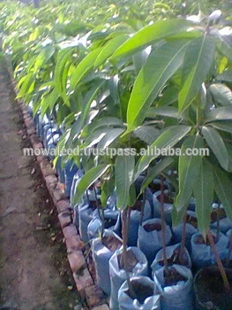 Mango Nursery Supplieranufacturers At Mango Nursery Supplieranufacturers At Alibaba