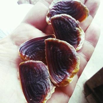 壳的操作 - buy 贝壳厣,鳃盖骨螺海螺贝壳 product on alibaba.com