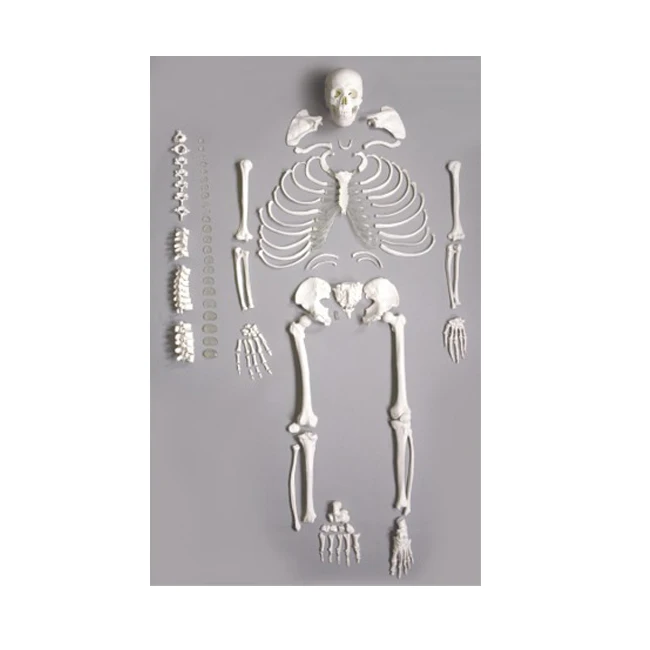 Human-Disarticulated-2.jpg