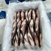 Wholesale frozen tilapia fingerlings fish price for seafood