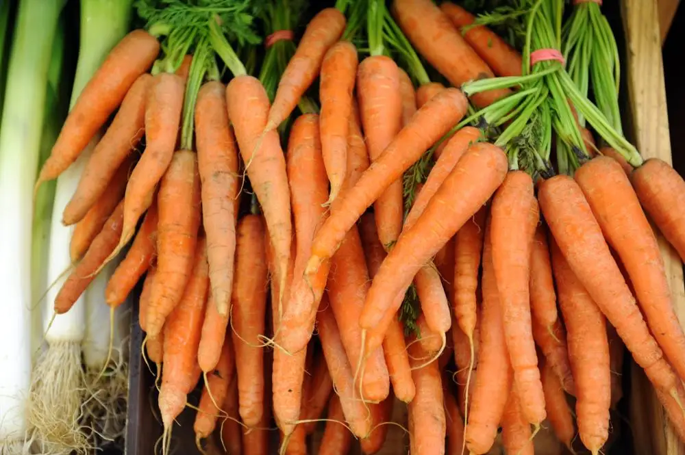 california carrot cropproblem with supply due to weather