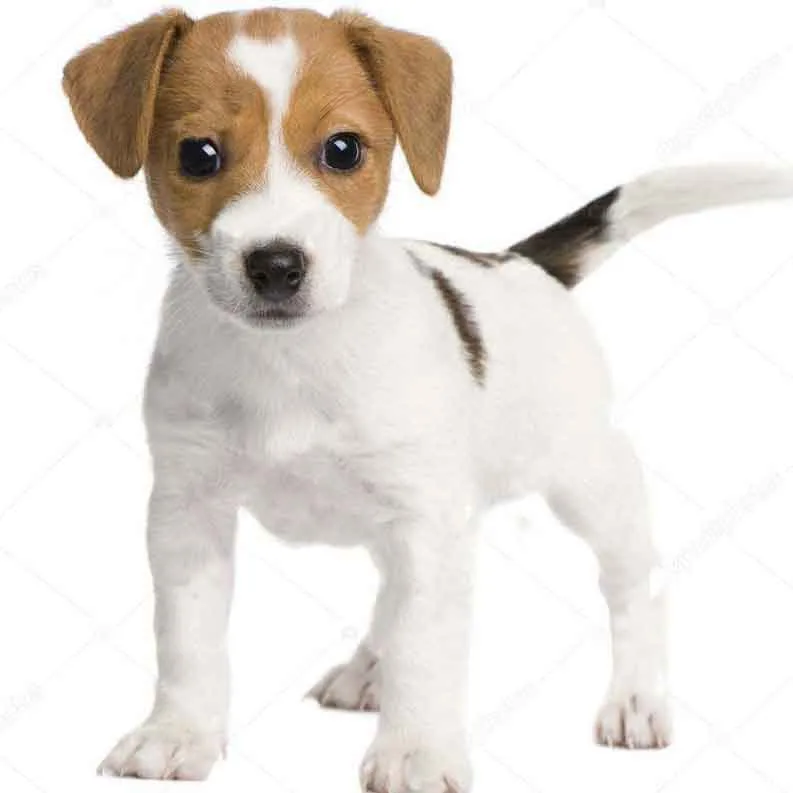 High-quality Puppies Mix For Sale Dog Parson Russel Jack ...