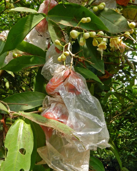 wax apple ( fresh fruit, hight quality )