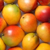 Best Quality Fresh Mangos Supplier From Bangladesh