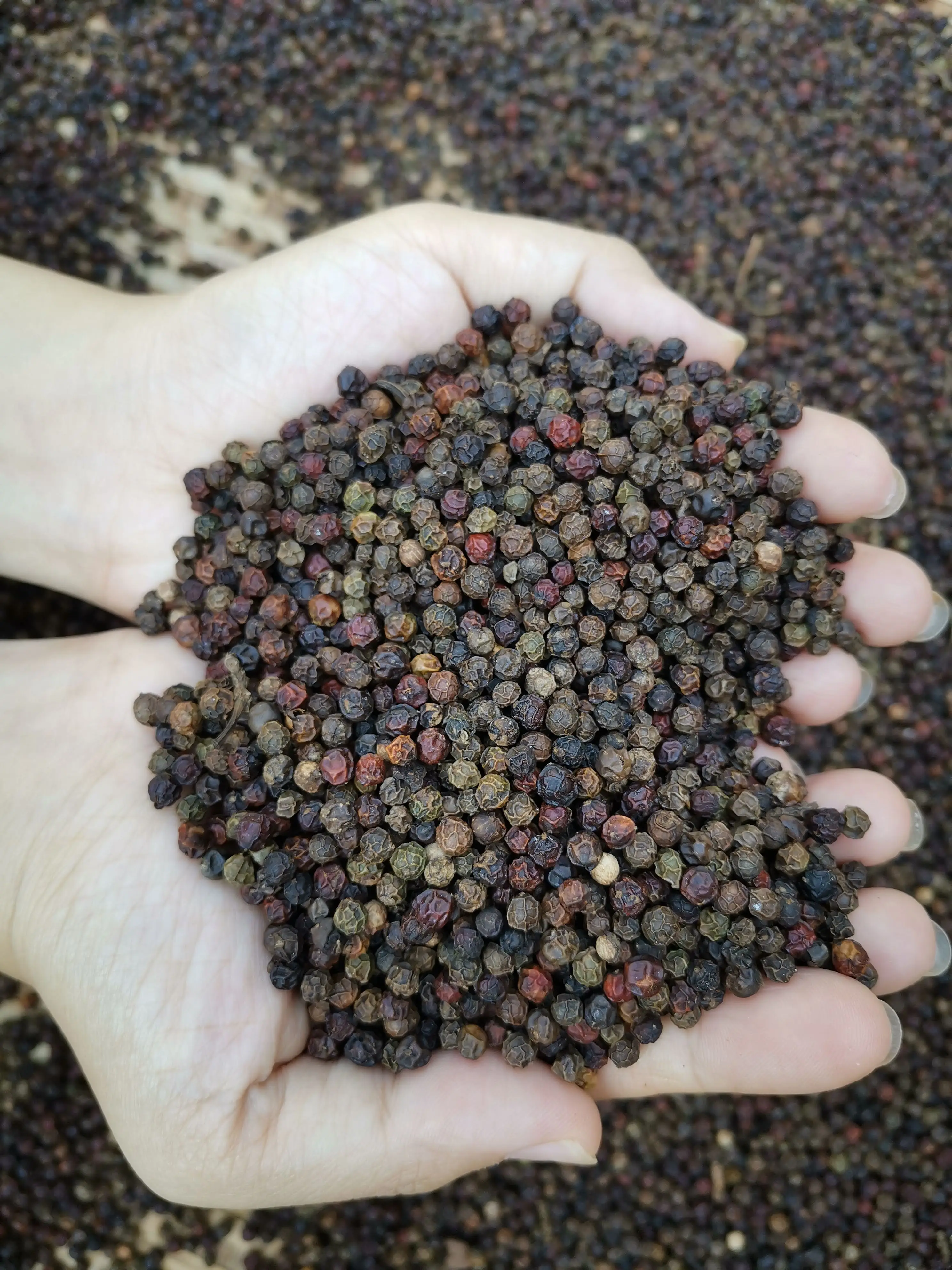 越南香料黑胡椒出口商 500-600 gl 黑胡椒机器清洗工厂.