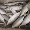 Thailand seafood frozen flat fish types of dried fish dried seafood