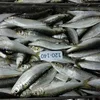 Cheap price delicious frozen sardine fishes fish