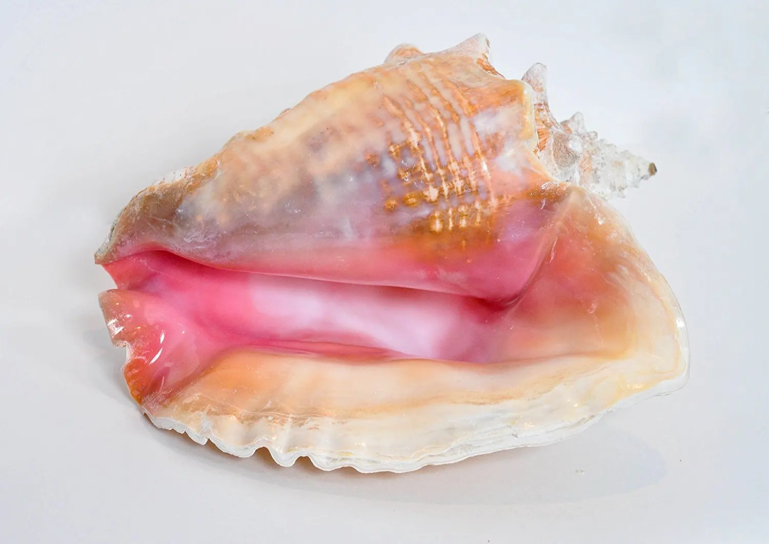 Buy Pink Bahama Queen Conch Shell - 6-8 Inch Conch Shell All-Natural