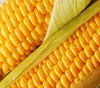 Corn for export 50,000 tons Odessa. CIF, Sale yellow corn