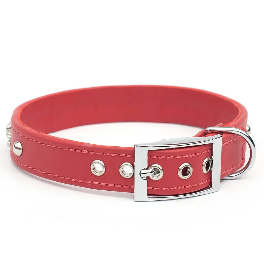 a dog collar