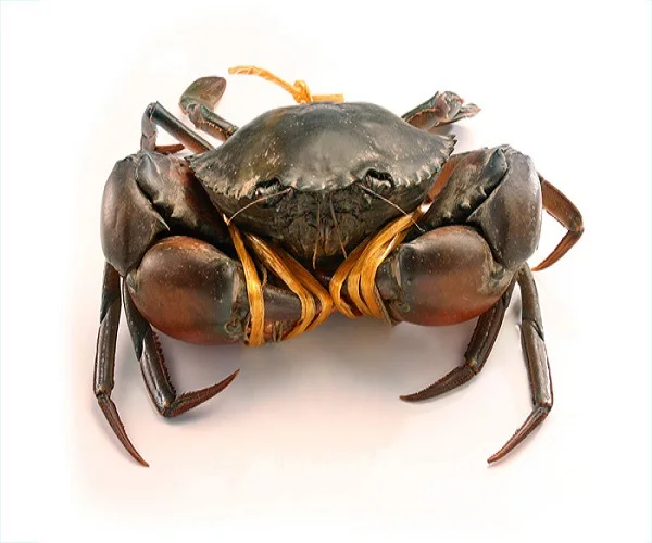 导向新鲜活泥蟹 产地 连翘 规格 (尺寸) 800-900 克 颜色 绿色和棕色