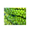 FRESH BEAUTY GREEN PEPPER - THE HOT PRICE FOR IMPORTERS