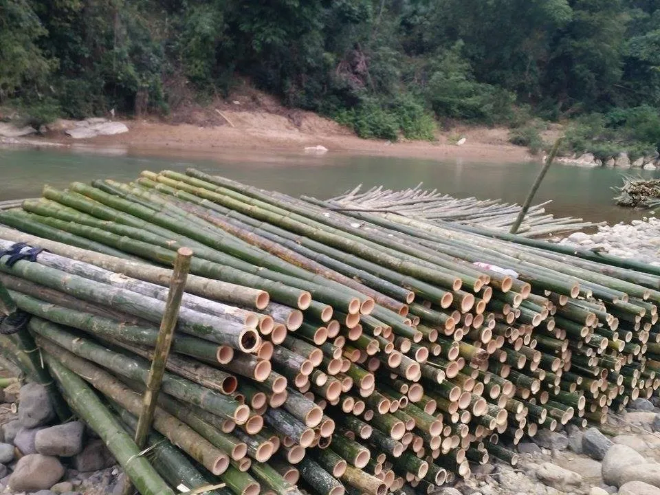 Bamboo Poles Cheap Price-raw Materials-ms. Holiday +84-845639639 - Buy