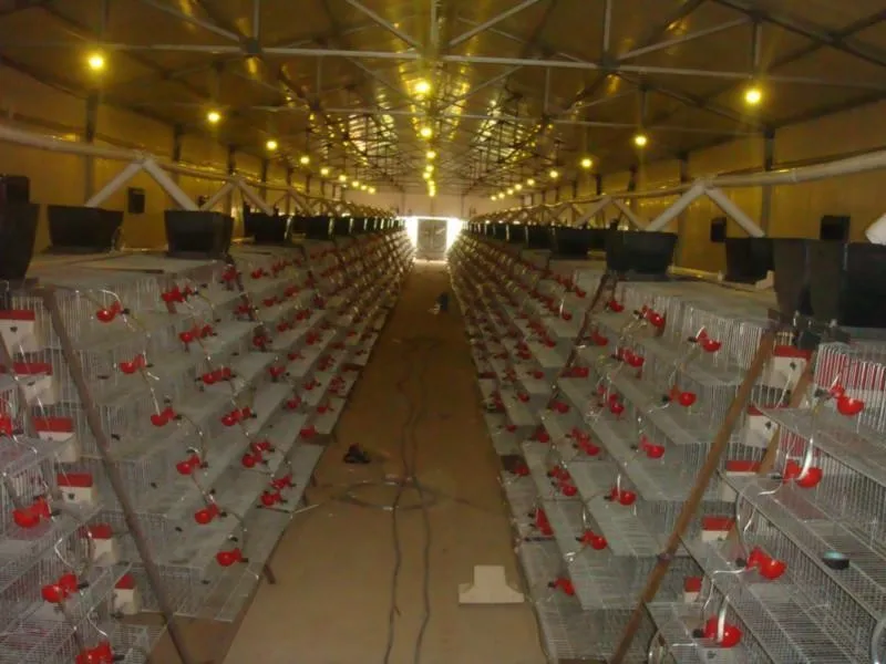 Automatic Design Layer Quail Cages / Commercial Quail Layer Cage For