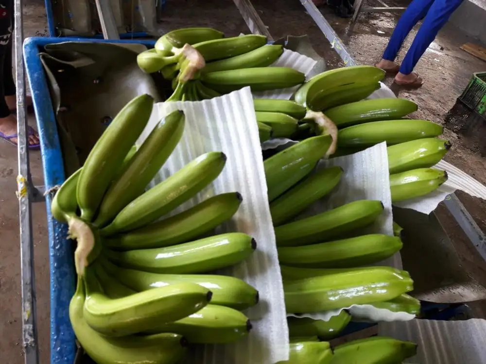 越南新鲜卡文迪什香蕉   8463818434 whatsapp