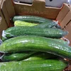 Fresh Cucumber Slices/ Price Of Fresh Cucumber / Fresh Cucumber In Philippine